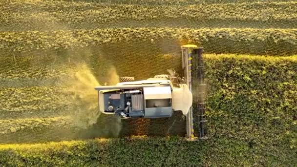 Вид Воздуха Комбайновый Комбайн Собирающий Большое Пшеничное Поле Сельское Хозяйство — стоковое видео