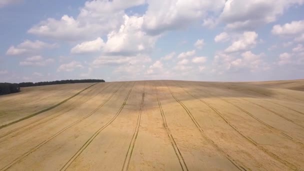 夏の終わりに収穫される準備ができている黄色の農業小麦畑の空中ビュー — ストック動画