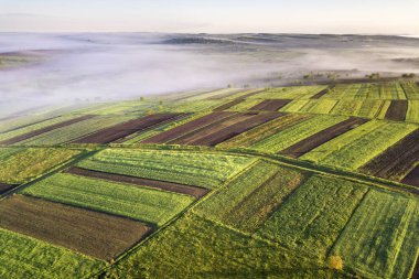Güneşli bahar şafağında havadan tarımsal manzara. Yeşil ve kahverengi alanlar, sabah sisi, açık mavi gökyüzü.