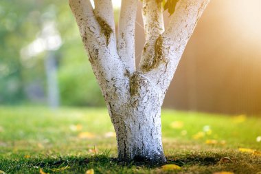 Güneşli meyve bahçesinde üzerinde bahçe büyüyen ağaç badanalı kabuğu bulanıklık