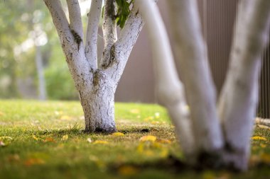 Güneşli meyve bahçesinde üzerinde bahçe büyüyen ağaç badanalı kabuğu bulanıklık