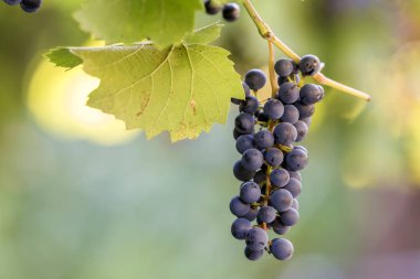 Üzüm küme olgunlaşma koyu mavi parlak güneş tarafından üzerinde bulanık co yaktı.