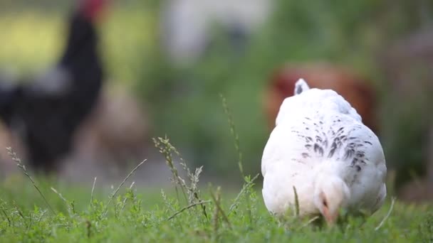 Poules Manger Sur Herbe Verte Dans Cour Ferme — Video