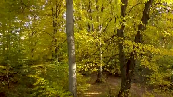 Herbstwald Mit Leuchtend Orangen Und Gelben Blättern Dichte Wälder Bei — Stockvideo