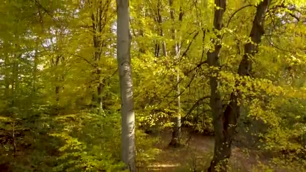 Höstskog Med Ljusa Orange Och Gula Blad Tät Skog Soligt — Stockvideo