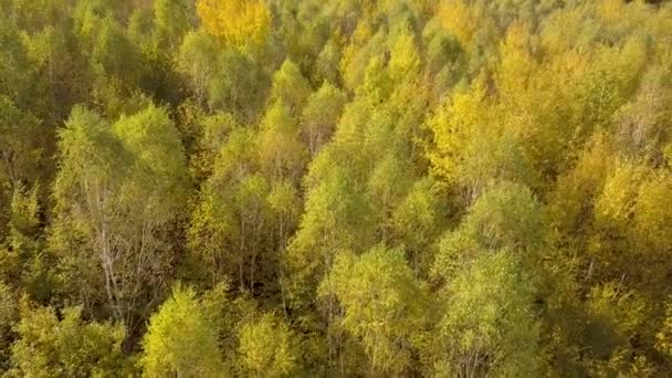 Осенний Лес Яркими Оранжевыми Желтыми Листьями Плотные Леса Солнечную Осеннюю — стоковое видео