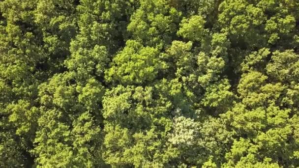 Góra Dół Widok Lotu Ptaka Zielony Letni Las Wieloma Świeżymi — Wideo stockowe