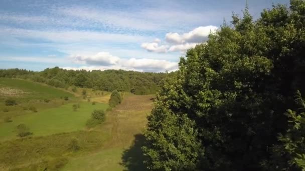 Зверху Вниз Повітряний Вид Зелений Літній Ліс Багатьма Свіжими Деревами — стокове відео