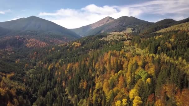 Luftaufnahme Der Herbstlichen Berglandschaft Mit Immergrünen Kiefern Und Gelbem Herbstwald — Stockvideo