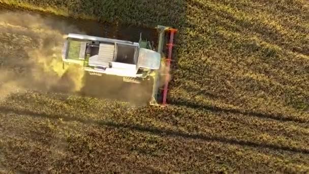 Luftaufnahme Eines Mähdreschers Bei Der Ernte Eines Großen Goldenen Reifen — Stockvideo
