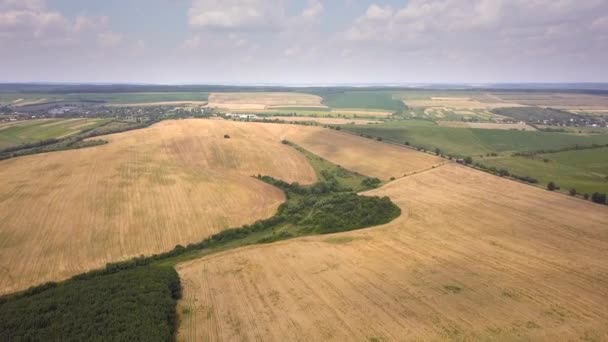 Letecký Pohled Pole Žluté Pšenice Připravené Sklizni Koncem Léta — Stock video