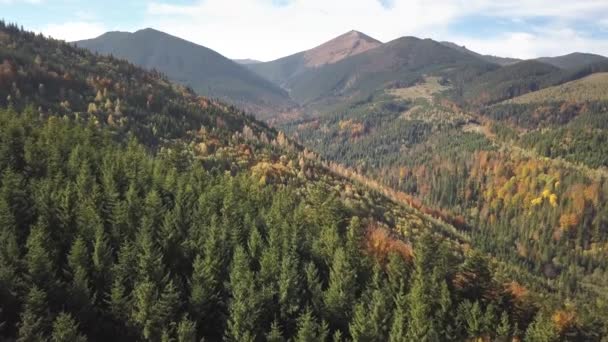 常緑松の木と遠くに雄大な山々と黄色の秋の森と秋の山の風景の空中ビュー — ストック動画