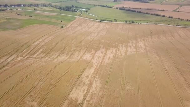 Aerial View Yellow Agriculture Wheat Field Ready Harvested Late Summer — Stock Video