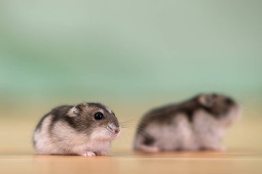 İki küçük komik minyatür keş hamsterın oturduğu yere yakın çekim. 