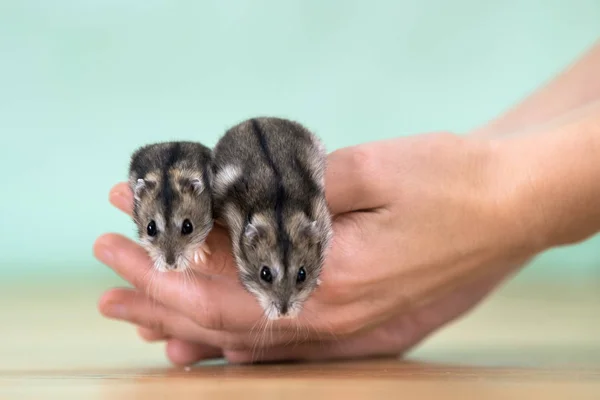 Closeup of two small funny miniature jungar hamsters sitting on — Stock Photo, Image