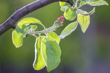 Çiçek açan elma dalı. Beyaz çiçek, pembe tomurcukları ve parlak gree