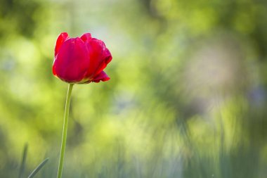 Bulanık gr yüksek sap üzerinde çiçek parlak pembe kırmızı lale çiçeği