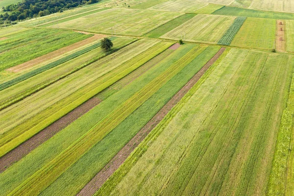 Vue aérienne des champs d'agriculture verte au printemps avec des légumes frais — Photo