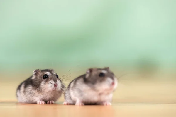 Closeup of two small funny miniature jungar hamsters sitting on — Stock Photo, Image
