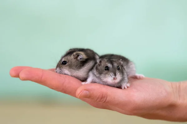 Fechar-se de dois pequenos hamsters jungar miniatura engraçada sentado em — Fotografia de Stock