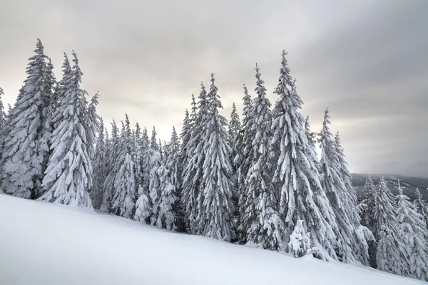 Beautiful winter mountain landscape. Tall spruce trees covered w — Stock Photo, Image