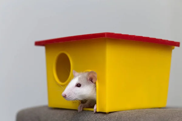 Śmieszne młody biały i szary oswojony ciekawy myszy chomik dziecka z — Zdjęcie stockowe