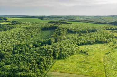 Yeşil yaz ormanının yukarıdan aşağıya doğru geniş C alanı var.