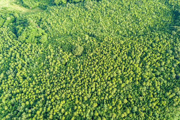 Top down aerial view of green summer forest with many fresh trees.