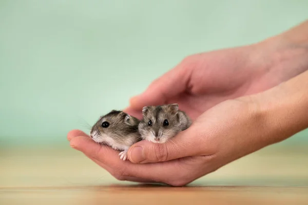 Primer plano de dos pequeños y divertidos hámsters jungar miniatura sentados en —  Fotos de Stock