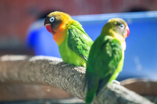 Πολύχρωμοι παπαγάλοι σε κλουβί σε ζωολογικό κήπο. — Φωτογραφία Αρχείου