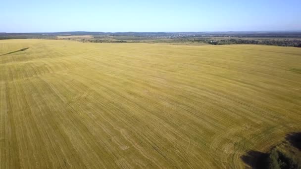 Vista Aérea Agricultura Amarela Campo Trigo Afted Colheita Final Verão — Vídeo de Stock