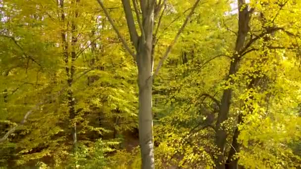 明るいオレンジと黄色の葉を持つ秋の森 晴れた秋の天気の濃い森 — ストック動画