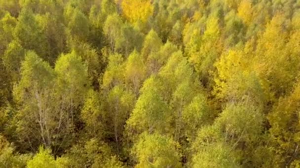 Floresta Outono Com Folhas Laranja Amarelas Brilhantes Madeiras Densas Tempo — Vídeo de Stock