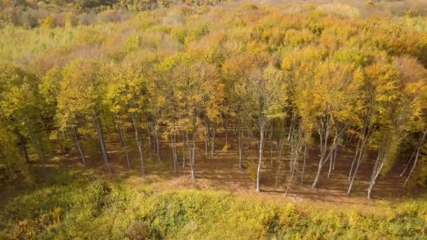 Осінній Ліс Яскраво Оранжевим Жовтим Листям Густі Ліси Сонячну Осінню — стокове відео