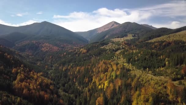 Luftaufnahme Der Herbstlichen Berglandschaft Mit Immergrünen Kiefern Und Gelbem Fallwald — Stockvideo