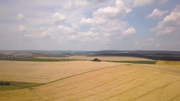 Flygfoto Gult Jordbruk Vete Fält Redo Att Skördas Slutet Sommaren — Stockvideo