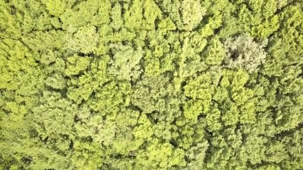 Vista Aérea Cima Para Baixo Floresta Verde Verão Com Muitas — Vídeo de Stock