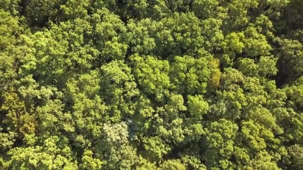 Vista Aérea Arriba Hacia Abajo Del Verde Bosque Verano Con — Vídeo de stock