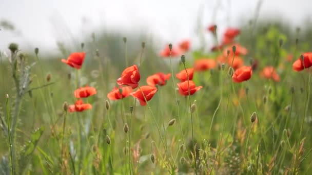 Red Poppy Flowers Blooming Green Spring Field — Stock Video