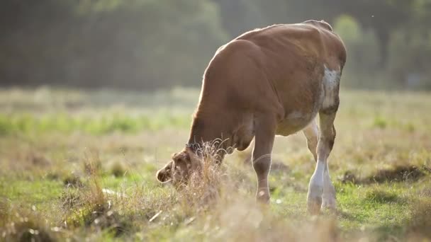 Hauskuh Weidet Auf Bauernweide Mit Grünem Gras — Stockvideo