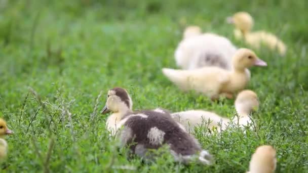 오리들 과작은 새끼들 마당에서 밖에서 먹이를 — 비디오