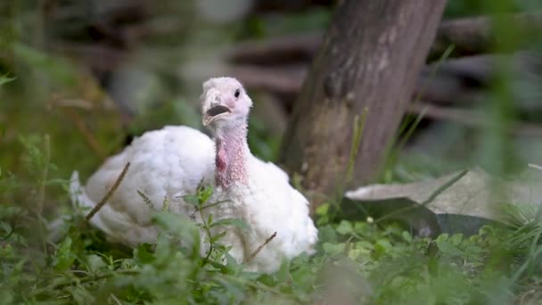 屋外の緑の芝生の上に横たわっている大きな白い国内の七面鳥鳥 — ストック動画