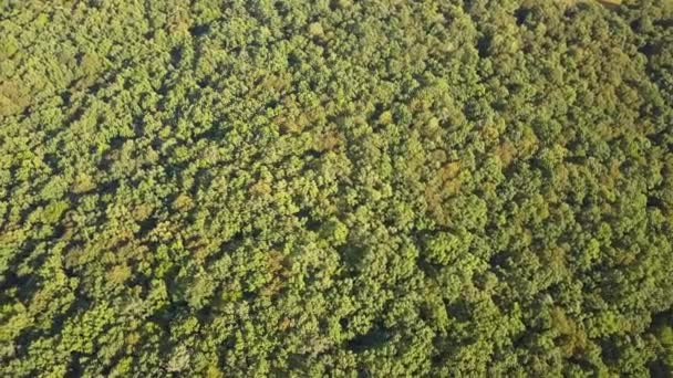 Vue aérienne du sommet vers le bas de la forêt verte d'été avec de nombreux arbres frais.