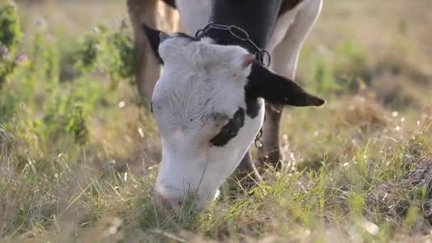 Vaca Doméstica Pastando Pastagens Agrícolas Com Grama Verde — Vídeo de Stock