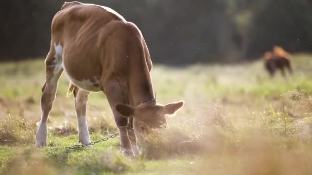 Pâturage de vaches domestiques dans les pâturages agricoles avec herbe verte.