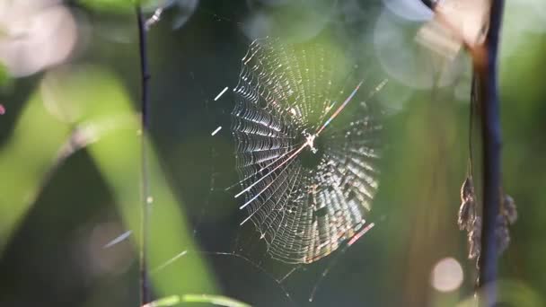夏天的森林里 纤细的蜘蛛网在风中轻轻摇曳 — 图库视频影像