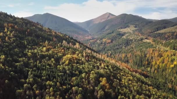 Aerial View Autumn Mountain Landscape Evergreen Pine Trees Yellow Fall — Stock Video