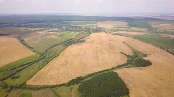 Letecký Pohled Pole Žluté Pšenice Připravené Sklizni Koncem Léta — Stock video