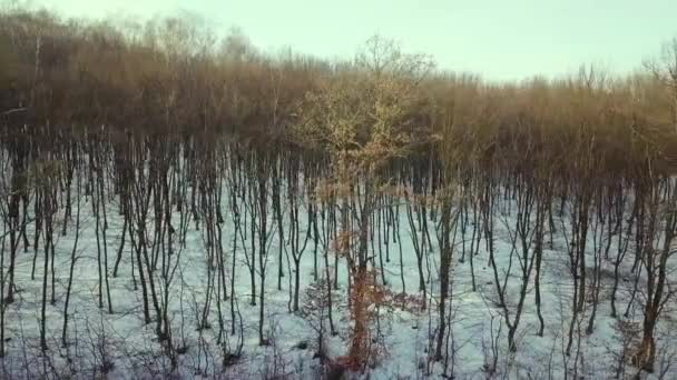 Vista Aérea Del Bosque Desnudo Invierno — Vídeos de Stock