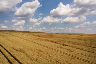 Sarı tarım buğday tarlasının hava manzarası hasat için hazır.